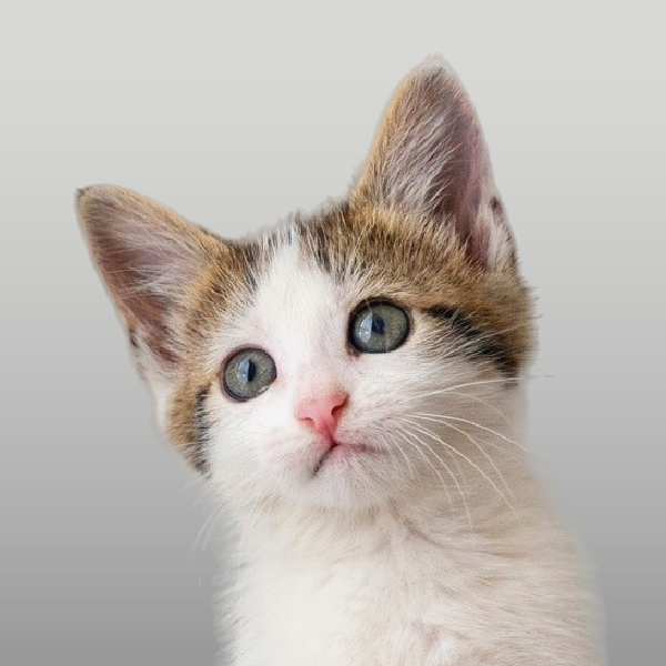 Alimento balanceado para gatitos cachorros kittens en Rosario.