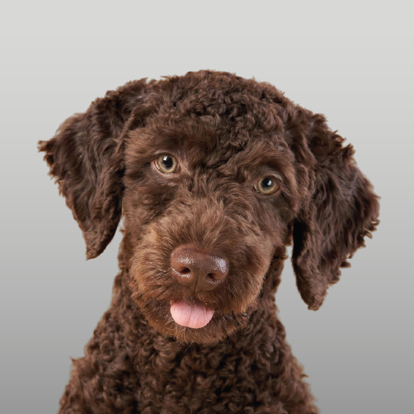 Colección de alimentos para perros adultos