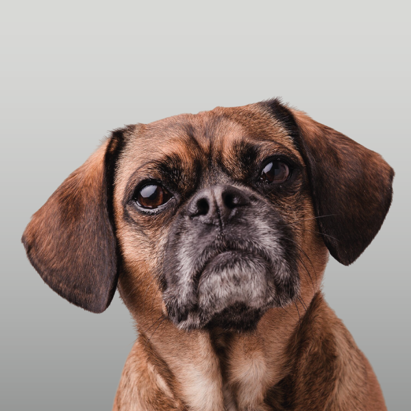 Alimentos para perros en edad adulta avanzada o senior