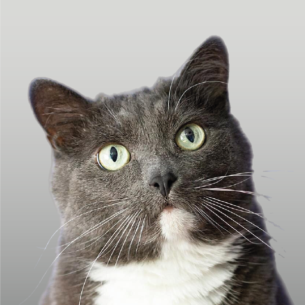 Alimentos balanceados para gatos adultos en Rosario.