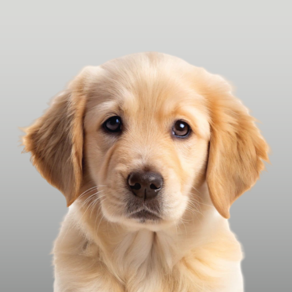 Colección de alimentos para perros cachorros