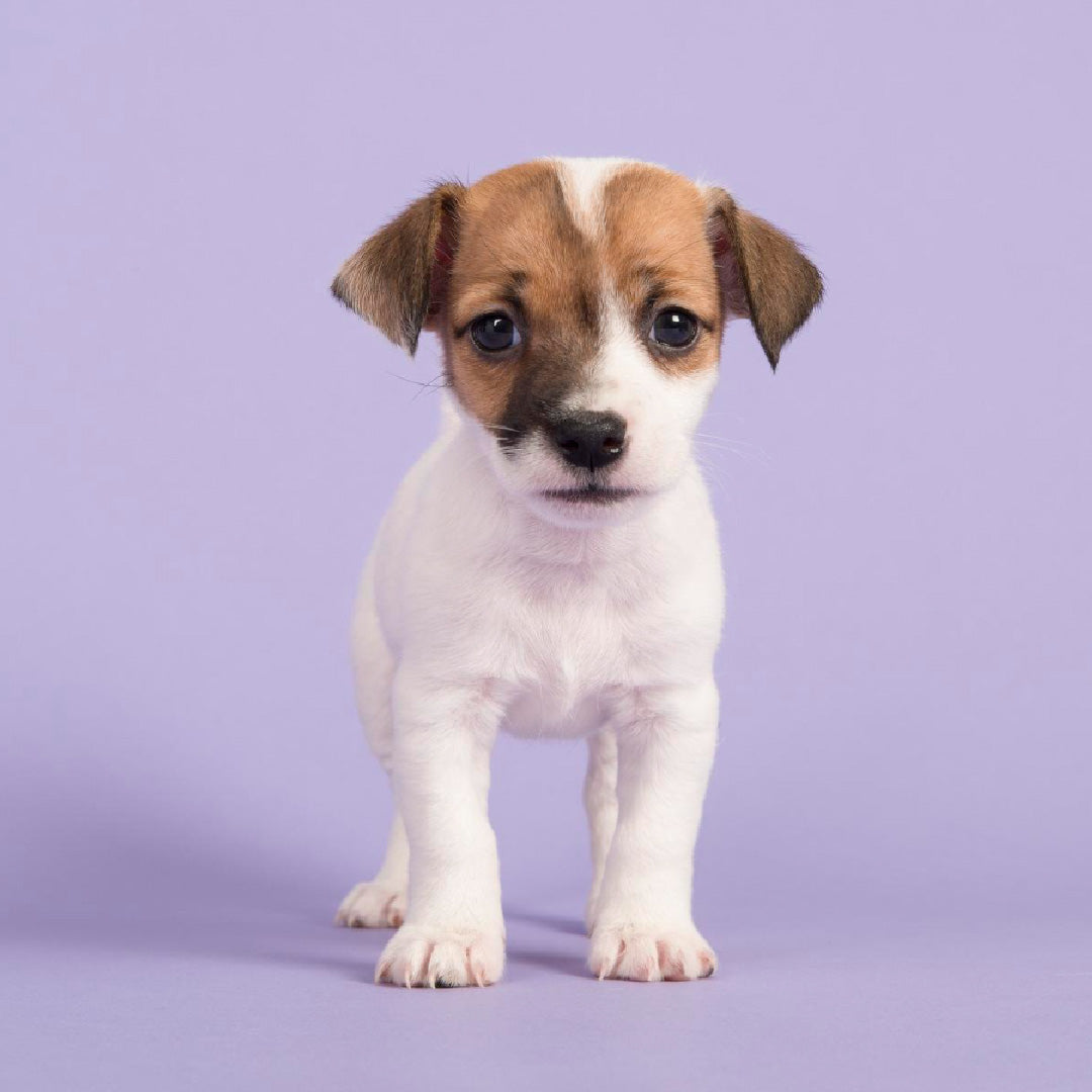 Colección de alimentos para perros cachorros