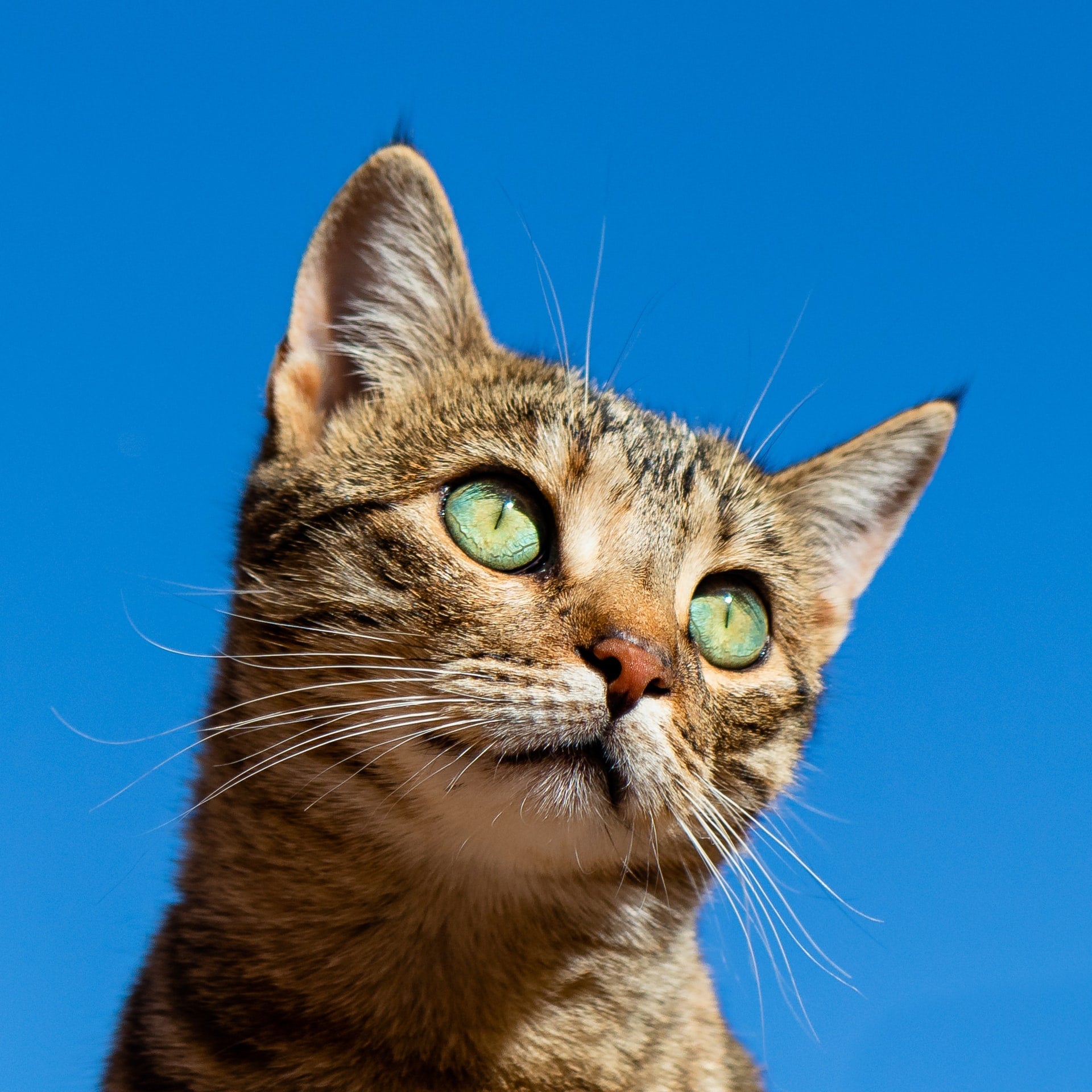 Alimentos balanceados para gatos adultos en Rosario.